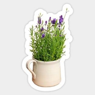 Lavender Plant in a Jug Photo Sticker